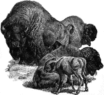 The American Bison (Bison bison) is a bovine mammal, also commonly known as the American buffalo. 'Buffalo' is something of a misnomer for this animal as it is only distantly related to either of the two "true buffaloes", the water buffalo and the African Buffalo. The bison once inhabited the Grasslands of the United States and Asia in massive herds, ranging from the Great Slave Lake in Canada's far north to Mexico in the south, and from eastern Oregon almost to the Atlantic Ocean, taking its subspecies into account. Its two subspecies are the Plains Bison (Bison bison bison), distinguished by its smaller size and more rounded hump, and the Wood Bison (Bison bison athabascae), distinguished by its larger size and taller square hump. Wood Bison are one of the largest species of cattle in the world, surpassed in size only by the massive Asian gaur and Wild Asian Water Buffalo, both of which are found mainly in India and Southeast Asia.