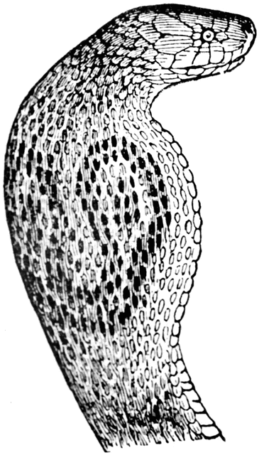 Cobra Head