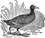 Coots , are medium-sized water birds which are members of the rail family Rallidae. They constitute the genus Fulica. Coots have predominantly black plumage, and, unlike many of the rails, they are usually easy to see, often swimming in open water. They are close relatives of the moorhen. The greatest species variety is in South America, and it is likely that the genus originated there. They are common in Europe and North America.