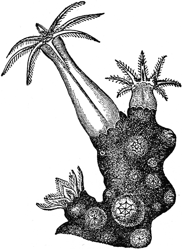 Coral Illustration