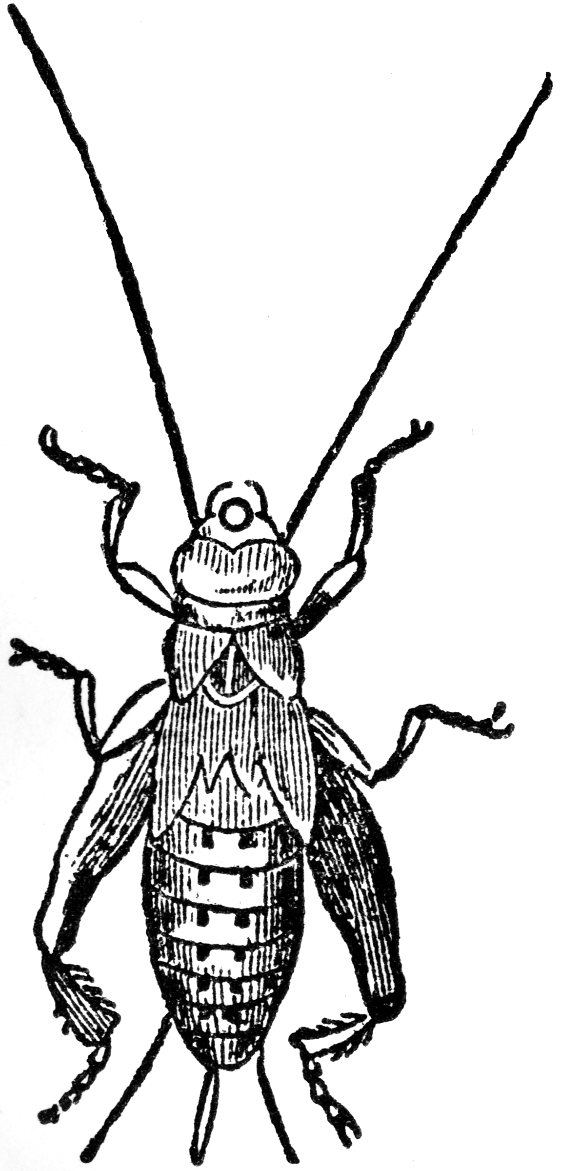 free clipart cricket insect - photo #46