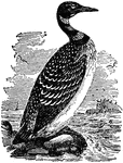 The Great Northern Diver, known in North America as the Common Loon (Gavia immer), is a large member of the loon, or diver, family. Adults can range from 61-100 cm (24-40 inches) in length with a 122-152 cm (4-5-foot) wingspan, slightly smaller than the similar White-billed Diver or "Yellow-billed Loon". The weight can vary from 1.6 to 8 kg (3.6 to 17.6 lbs). On average a Common Loon is about 81 cm (32 inches) long, has a wingspan of 136 cm (54 inches), and weighs about 4.1 kg (9 lbs).
