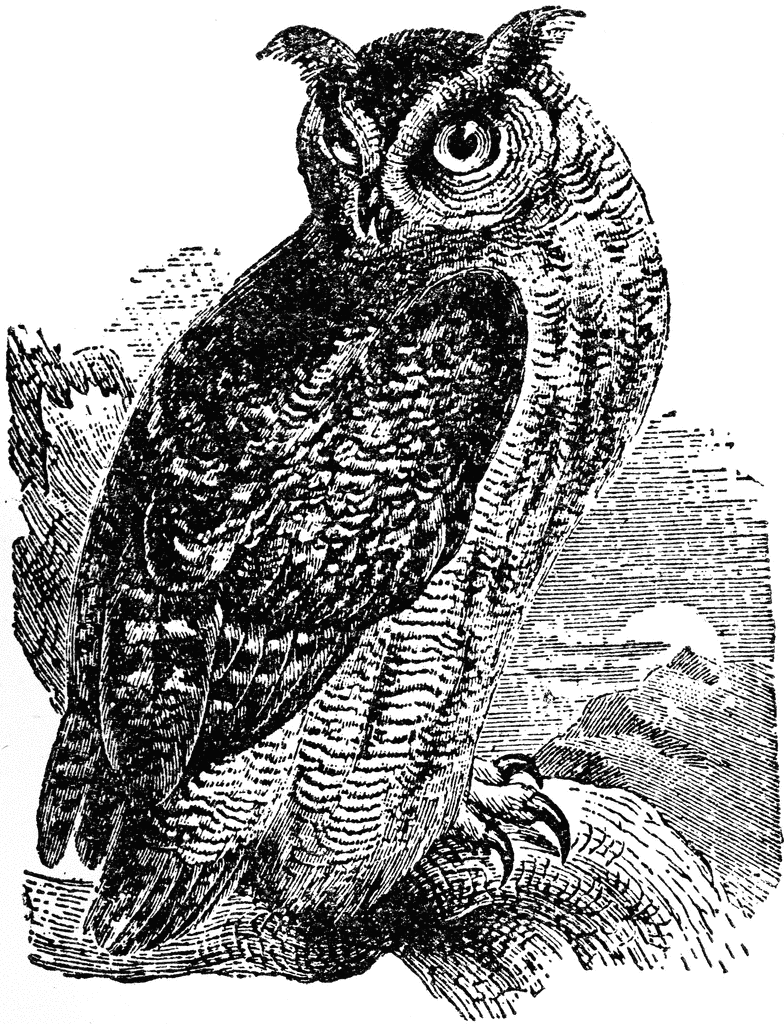 Great Horned Owl | ClipArt ETC
