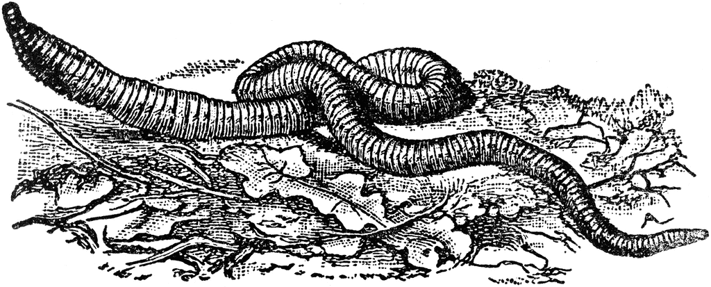 Earthworm. To use any of the clipart images above (including the thumbnail 