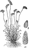 Curlygrass Fern