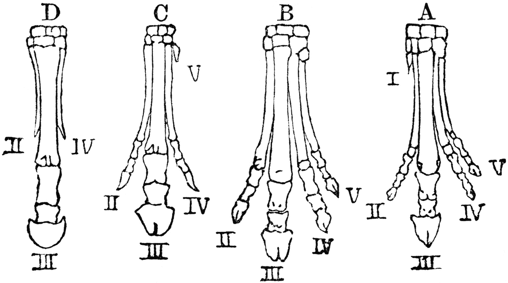 Evolution of Horse Foot | ClipArt ETC