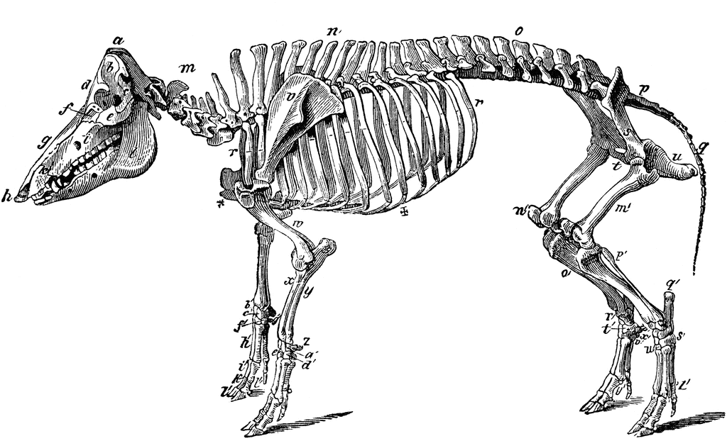 Skeleton of a Hog | ClipArt ETC