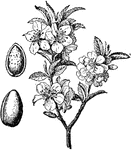 The almond is native to Iran, from northwestern Saudi Arabia, north through western Jordan, Israel, Lebanon, western Syria, to southern Turkey. It is a small deciduous tree, growing to between 4 and 10 meters in height, with a trunk of up to 30 centimeters in diameter. The young shoots are green at first, becoming purplish where exposed to sunlight, then grey in their second year. The leaves are 1 cm long and 1.2&ndash;4 cm broad, with a serrated margin and a 2.5 cm petiole. The flowers are white or pale pink, 3&ndash;5 cm diameter with five petals, produced singly or in pairs before the leaves in early spring. The fruit is a drupe 3.5&ndash;6 cm long, with a downy outer coat. The outer covering or exocarp, (fleshy in other members of Prunus such as the plum and cherry), is instead a leathery grey-green coating called the hull, which contains inside a hard shell, and the edible seed, commonly called a nut in culinary terms. Generally, one seed is present, but occasionally there are two. In botanical terms, an almond is not a true nut. The reticulated hard woody shell (like the outside of a peach pit) surrounding the edible seed is called the endocarp. The fruit is mature in the autumn, 7&ndash;8 months after flowering.