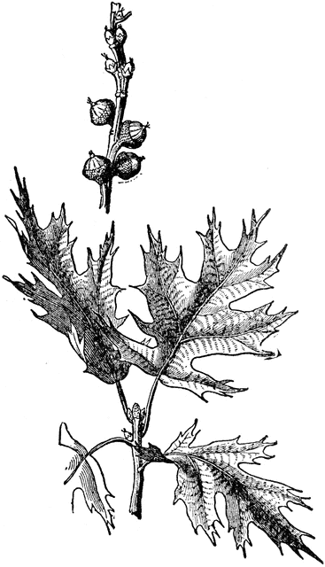 Eastern Black Oak Branch