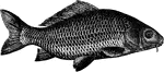 Carp is a common name for various freshwater fish of the family Cyprinidae, a very large group of fish originally from Eurasia and southeast Asia. Carp have long been an important food fish to humans, as well as popular ornamental fishes (see koi and goldfish). As a result, carp have been introduced to various locations, though with mixed results.