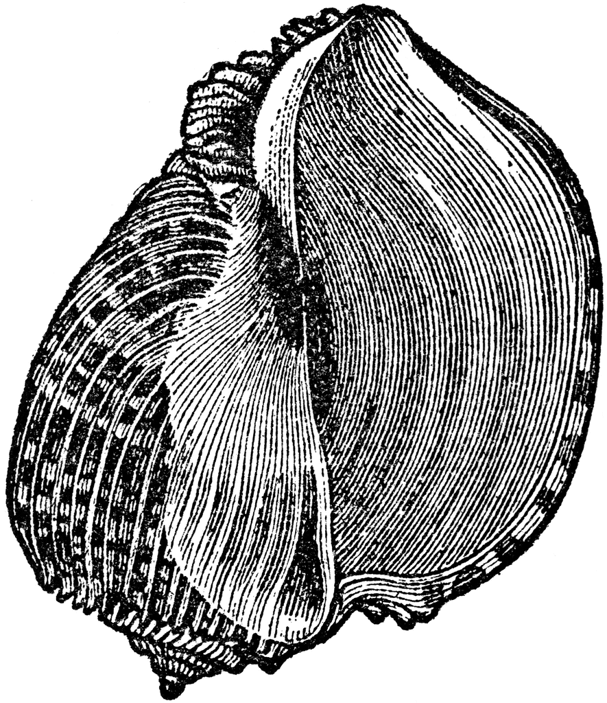 harp shell