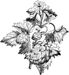 Hops Clipart