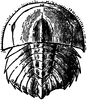 Horseshoe Crab (Young)