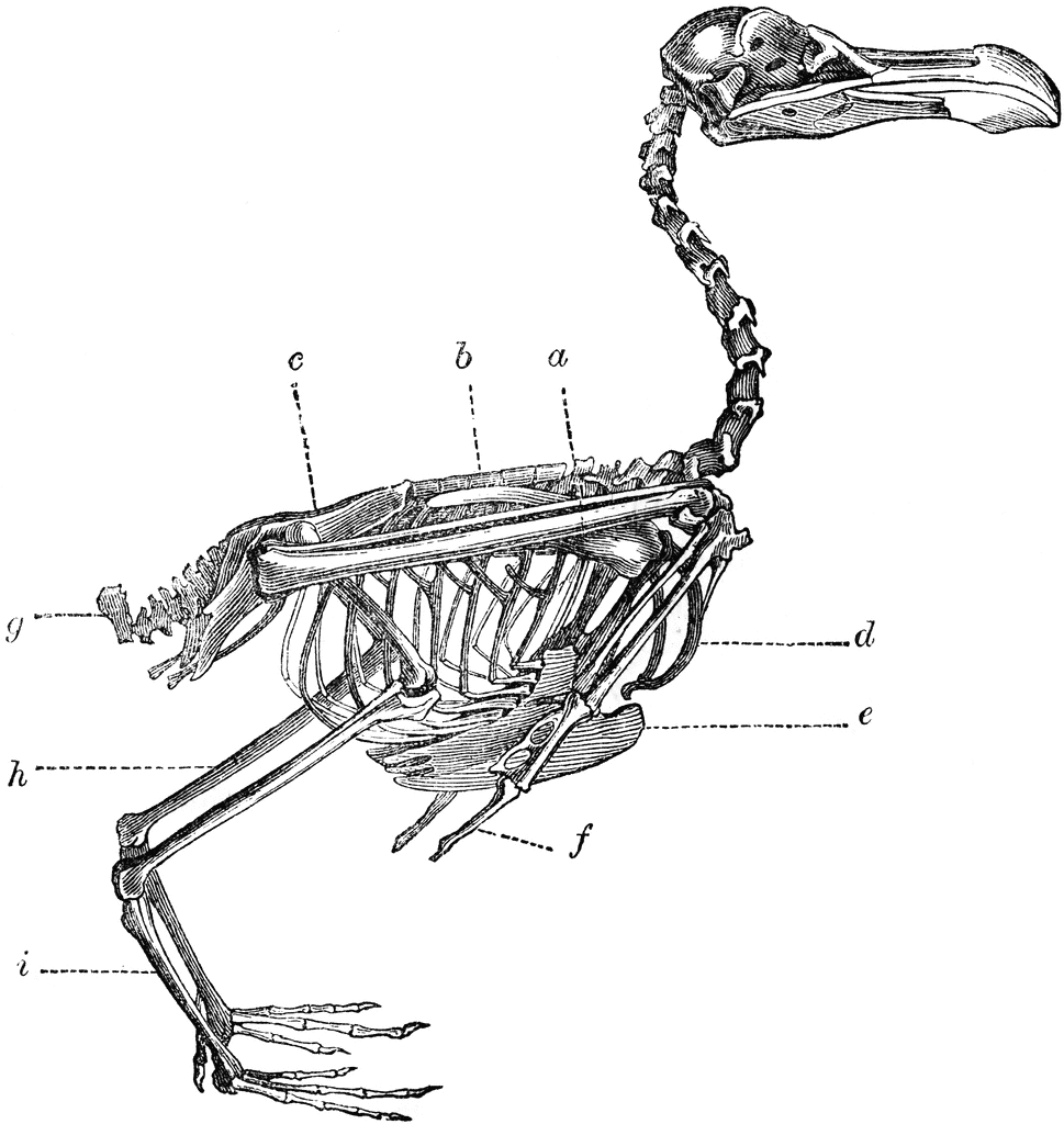 Skeleton of a Bird | ClipArt ETC