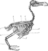 Skeleton of a Bird