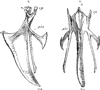 Sternum of a Bird