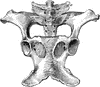 Sacral and Pelvic Ligaments