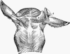 Muscles of the External Ear of a Horse