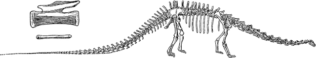 Diplodocus