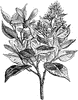 Camphor Tree