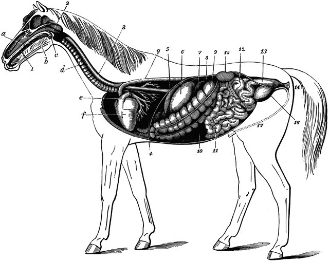 Digestive Apparatus of the Horse | ClipArt ETC