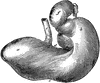 Horse Stomach