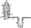 Mucous Membrane