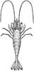 Common Shrimp