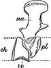 Dorsal Vertebrae of the Archegosaurus