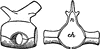 Dorsal Vertebra of the Hylonomus