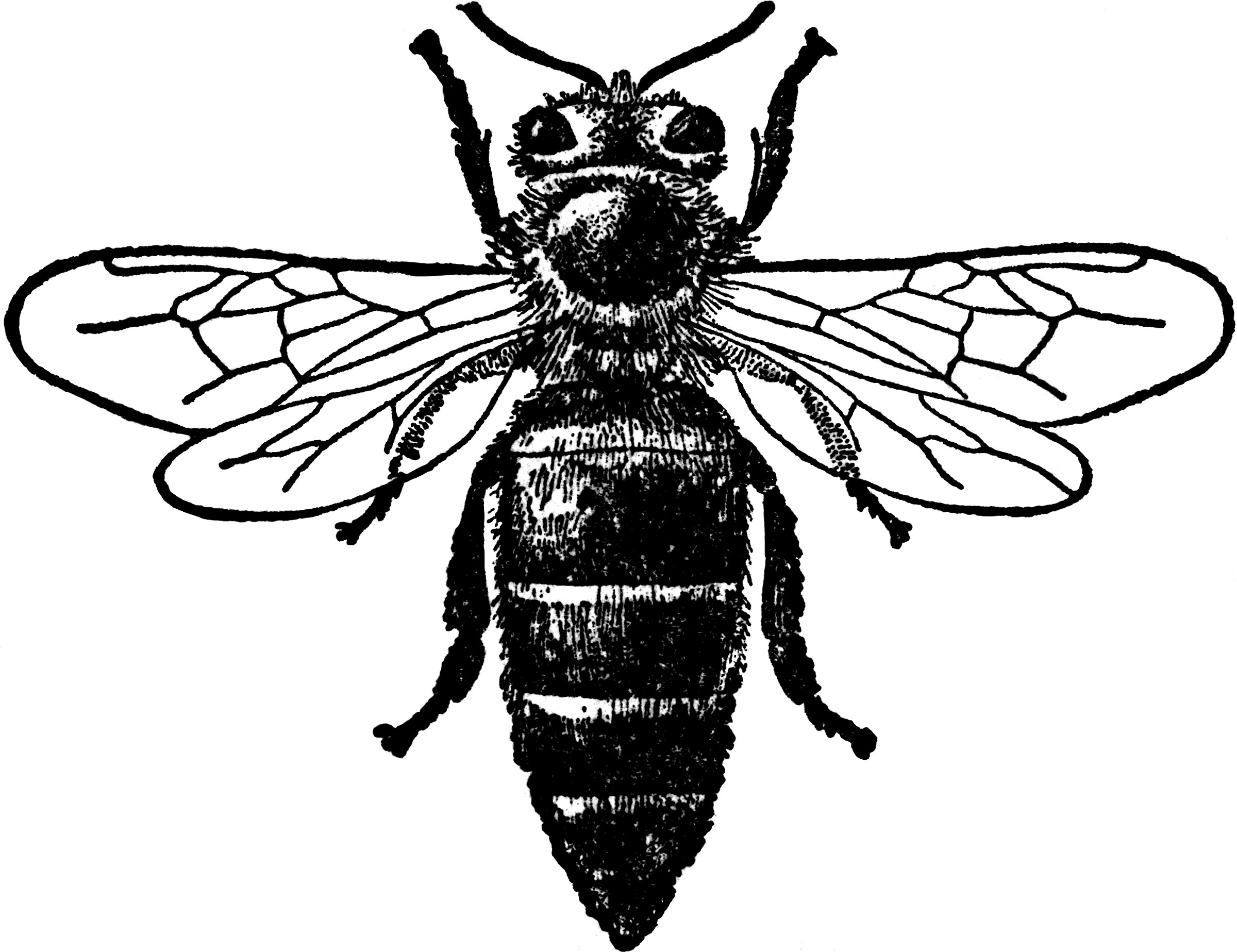 queen bee clipart images - photo #28