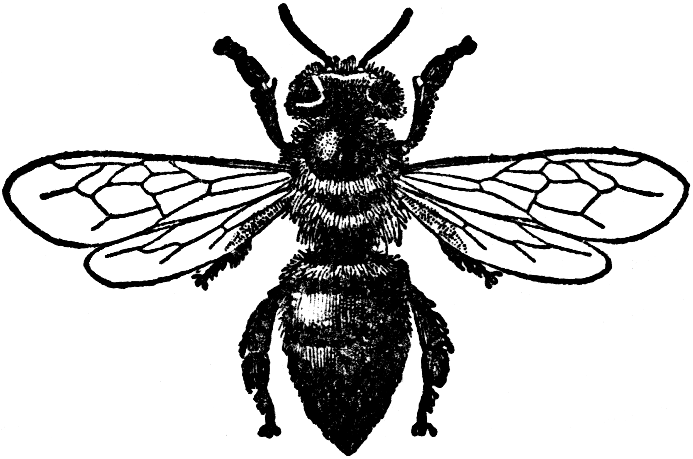 worker bee clipart - photo #32