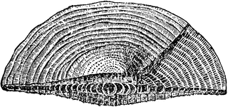 Foraminifera