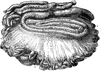 Intestines of an Ox