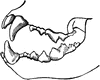 Teeth of a Lion