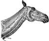 Head and Neck of a Horse Showing Veins