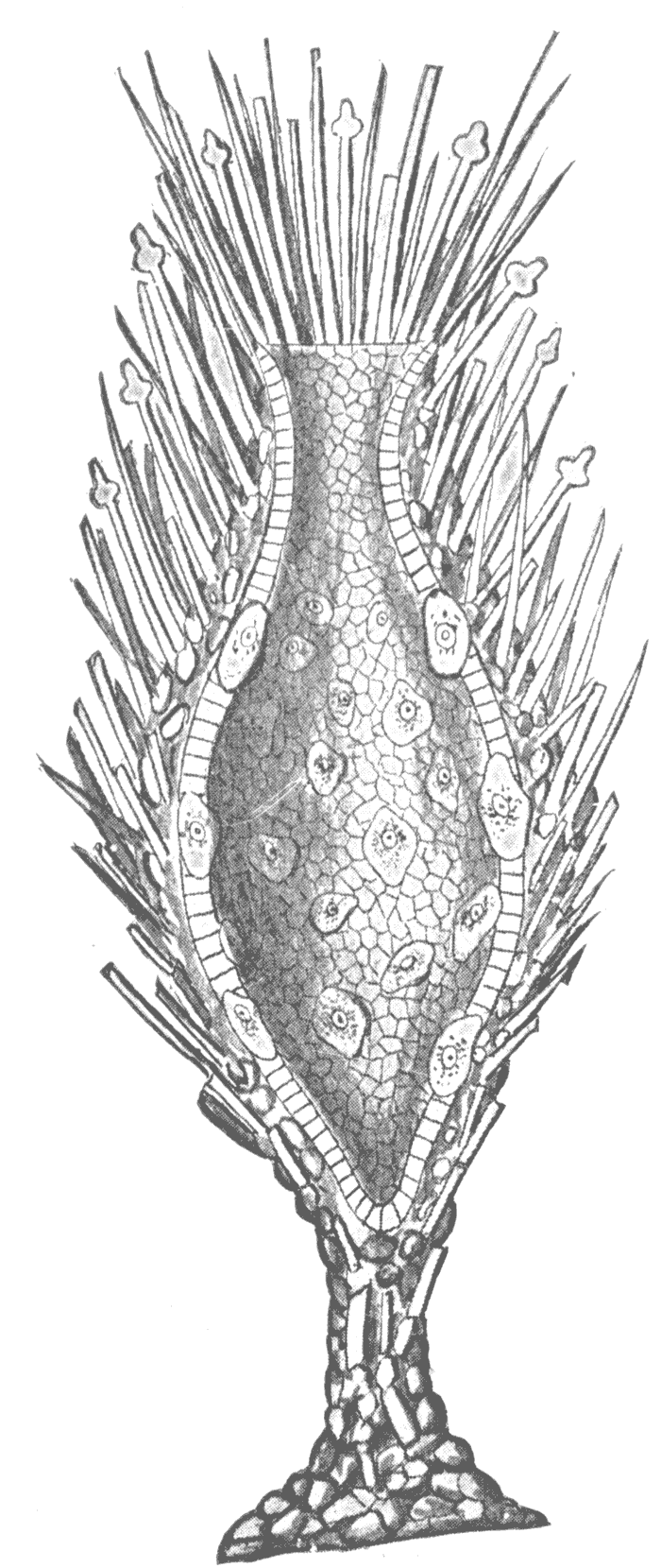 simple sponge