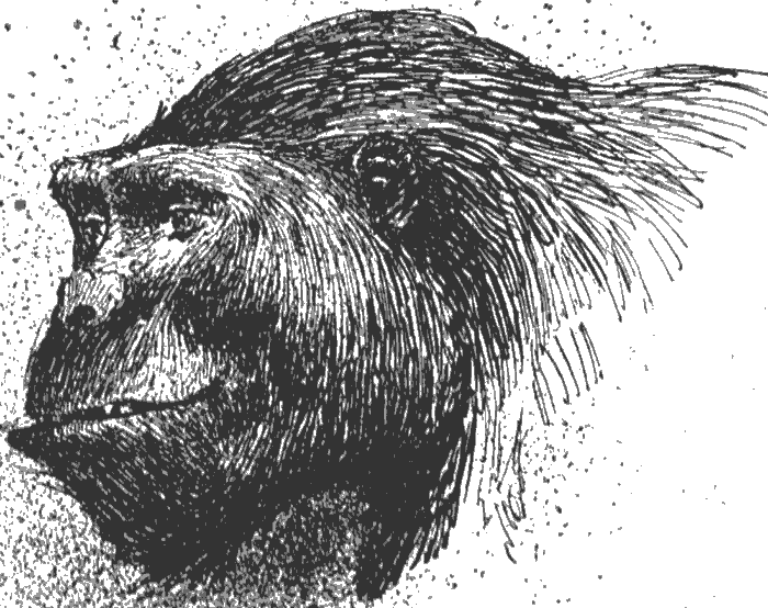 Face of a gorilla