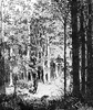 Forest glade