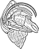 Hermit Crab