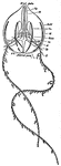 A schematic drawing of a cydippid.