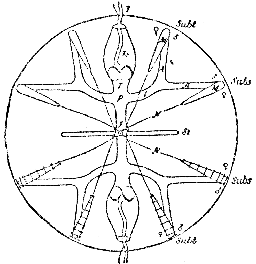 Schematic Drawing of a Cydippid