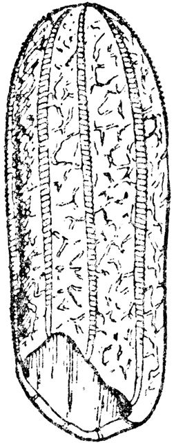 Beroe