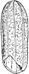 An illustration of a beroe.
