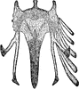 Chick Sternum