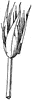 Papyrus Bud