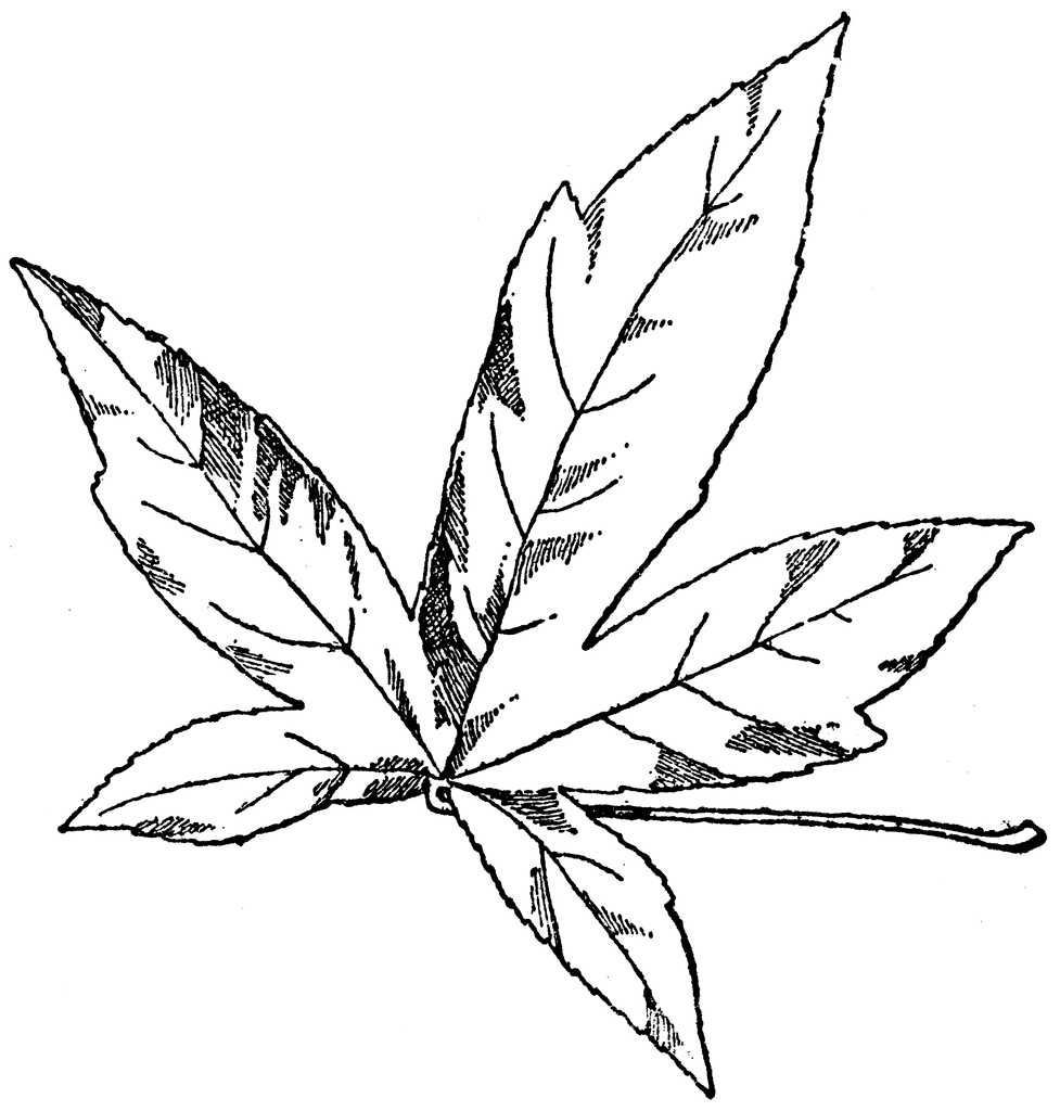 tree clipart images. Leaf of American Amber Tree