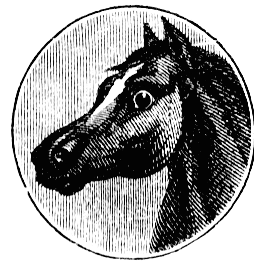 Horse head. To use any of the clipart images above (including the thumbnail 