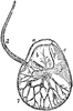 Lateral View of Noctiluca Scintillans