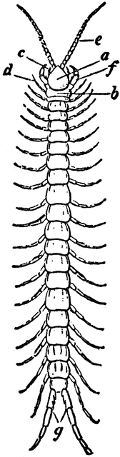 Centipede